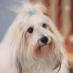 Coton de Tulear, bitch