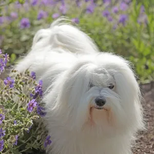 Coton de Tulear, cotton dog
