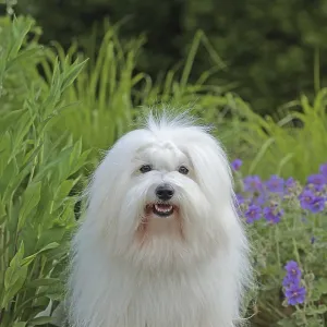 Coton de Tulear, cotton dog Coton de Tulear, cotton dog
