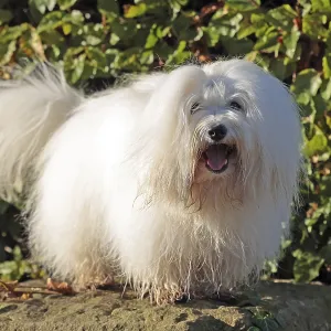 Coton de Tulear Print, Madagascar's Cotton Dog