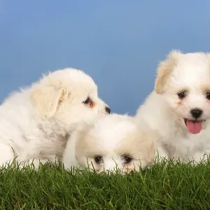 Coton de Tulear, puppies, 6 weeks