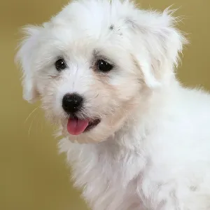 Coton de Tulear, puppy, 8 weeks Coton de Tulear, puppy, 8 weeks