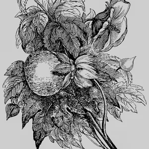 Cotton plant (Gossypium) with leaves and cotton boll
