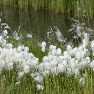 Cottongrass (Eriophorum) in a meadow Cottongrass (Eriophorum) in a meadow