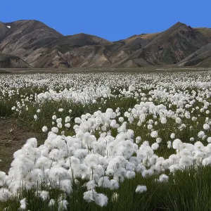 Cottongrass (Eriophorum) meadow and rhyolite mountains