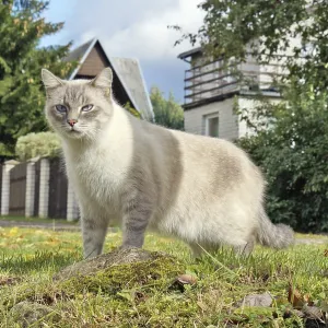 A country cat in a natural setting hunts mice and birds