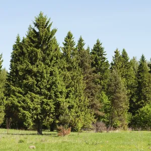 Country landscape, green spruce trees on the edge of the forest