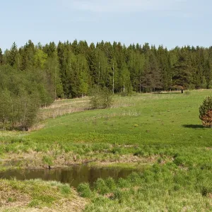 Country landscape, large green meadow on a hillside in front of coniferous forest