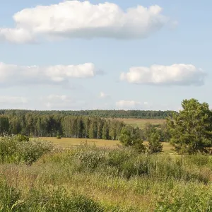 Country landscape, trees and meadows