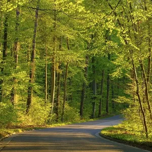 Country road through beech forest in spring