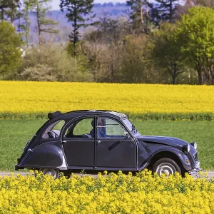 Country road with Citroen 2CV Ente car on the Swabian Alb with rape field in bloom Country road with Citroen 2CV Ente car on the Swabian Alb with rape field in bloom