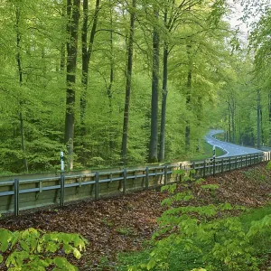 Country road, crash barrier, forest Country road, crash barrier, forest