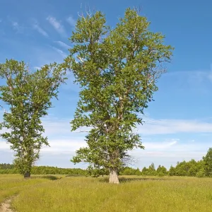 Country road between tall poplars