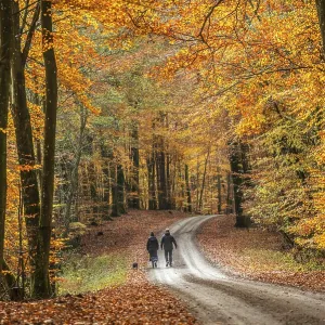 A couple with a dog walks on a forest path through a beech forest in autumn colors in Fyledalen