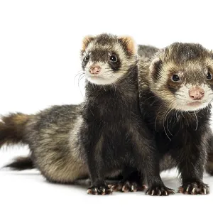 Couple of ferrets sitting together and looking around on white background Couple of ferrets sitting together and looking around on white background