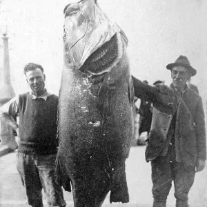 Couple with giant Pacific bass (Stereolepis gigas)