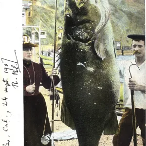 Couple with giant Pacific bass (Stereolepis gigas)