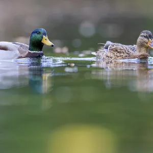 A couple swims quietly side by side A couple swims quietly side by side