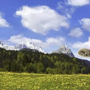 Cow on an Alpine meadow with Alpspitze Mountain and Zugspitze Mountain Cow on an Alpine meadow with Alpspitze Mountain and Zugspitze Mountain