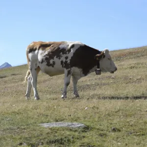Cow, animal, farm animal, pasture