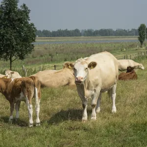 A cow and a calf on a lakeside pasture surrounded by trees under a clear sky A cow and a calf on a lakeside pasture surrounded by trees under a clear sky