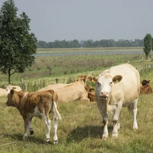 A cow with a calf in the summer landscape on an open green pasture A cow with a calf in the summer landscape on an open green pasture