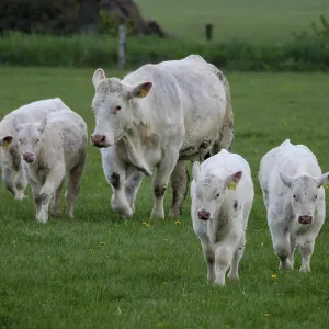 A cow with four calves running around together on a green field
