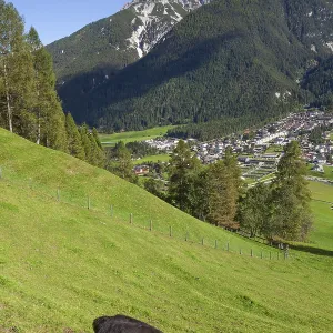 Cow grazing on pasture in the background of Mount Serles Cow grazing on pasture in the background of Mount Serles