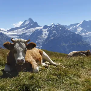 Cow in Grindelwald of Swiss Alps