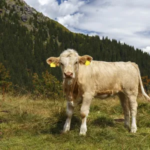 Cow in Grindelwald of Swiss Alps