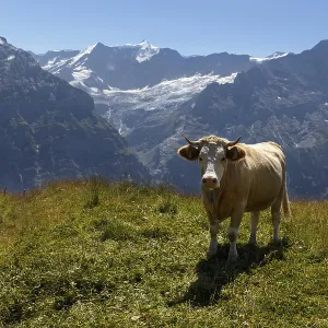 Cow in Grindelwald of Swiss Alps