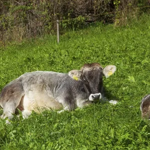 Cow lying on pasture, Neustift im Stubai Valley Cow lying on pasture, Neustift im Stubai Valley