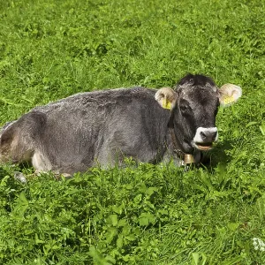 Cow lying on pasture, Neustift im Stubai Valley Cow lying on pasture, Neustift im Stubai Valley