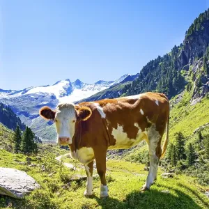 Cow on the mountain pasture, Wildgerlostal Cow on the mountain pasture, Wildgerlostal