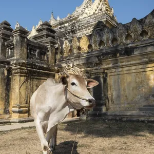Cow outside Maha Aungmye Bonzan or Mahar Aung Mye Bon San