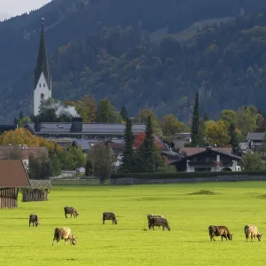 Cows, Allgau brown cattle Cows, Allgau brown cattle
