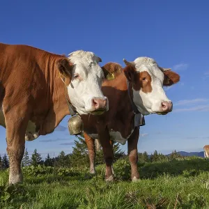 Cows on the Alm, Dairy Cows, Alps Cows on the Alm, Dairy Cows, Alps