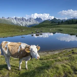 Cows on the alpine pasture, Tyrolean Simmental cattle, at the Salfeins Lake, Salfeins-Alm, Stubai Alps, Tyrol, Austria, Europe Cows on the alpine pasture, Tyrolean Simmental cattle, at the Salfeins Lake, Salfeins-Alm, Stubai Alps, Tyrol, Austria, Europe