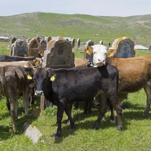 Cows and calves gather on a green meadow with old gravestones behind them