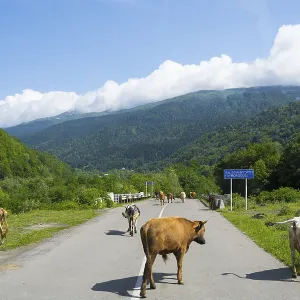 Cows on a country road in a green mountain landscape under blue sky with clouds