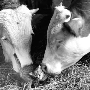 Two cows cuddling with kittens, ca Two cows cuddling with kittens, ca