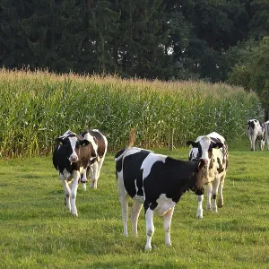 Several cows graze on a green pasture in front of a corn field in the evening light Several cows graze on a green pasture in front of a corn field in the evening light