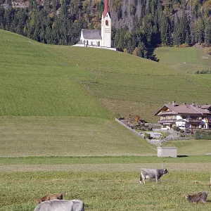Cows graze in a meadow, behind it a church with a red tower against wooded alpine slopes Cows graze in a meadow, behind it a church with a red tower against wooded alpine slopes
