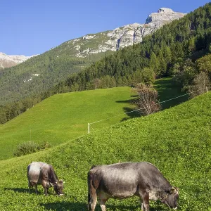 Cows grazing on pasture in the background of Berg Serles Cows grazing on pasture in the background of Berg Serles