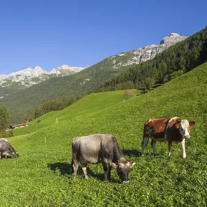 Cows grazing on pasture in the background of Berg Serles Cows grazing on pasture in the background of Berg Serles