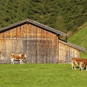 Cows grazing on pasture in front of a barn Cows grazing on pasture in front of a barn