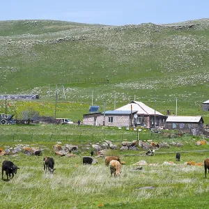 Cows grazing on a pasture in front of a farmhouse with green hills in the background