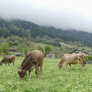 Cows grazing on pasture, Neustift im Stubai Valley Cows grazing on pasture, Neustift im Stubai Valley