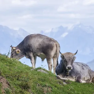 Cows grazing on pasture, Neustift im Stubai Valley Cows grazing on pasture, Neustift im Stubai Valley