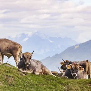 Cows grazing on pasture, Neustift im Stubai Valley Cows grazing on pasture, Neustift im Stubai Valley